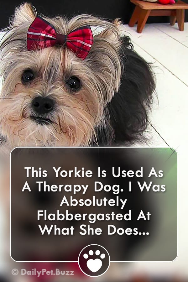 This Yorkie Is Used As A Therapy Dog. I Was Absolutely Flabbergasted At What She Does...