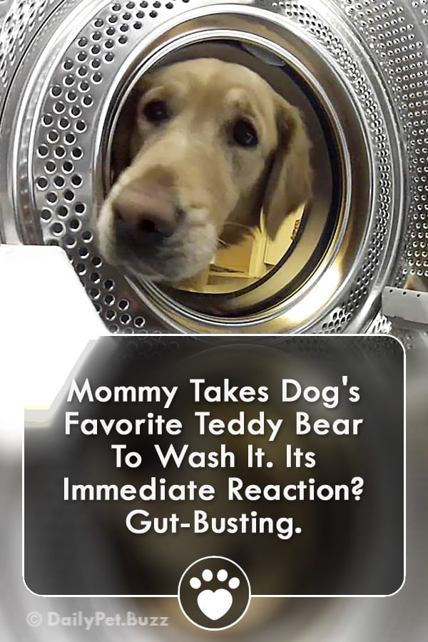 Mommy Takes Dog\'s Favorite Teddy Bear To Wash It. Its Immediate Reaction? Gut-Busting.