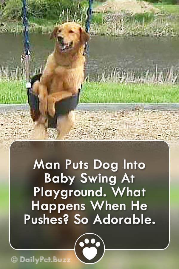 Man Puts Dog Into Baby Swing At Playground. What Happens When He Pushes? So Adorable.