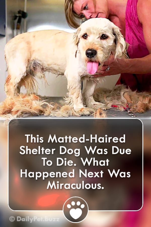 This Matted-Haired Shelter Dog Was Due To Die. What Happened Next Was Miraculous.