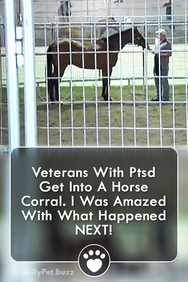 Veterans With Ptsd Get Into A Horse Corral. I Was Amazed With What Happened NEXT!
