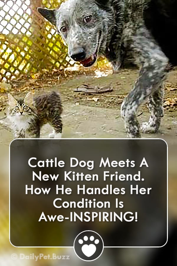 Cattle Dog Meets A New Kitten Friend. How He Handles Her Condition Is Awe-INSPIRING!