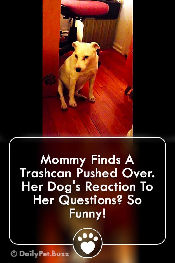 Mommy Finds A Trashcan Pushed Over. Her Dog\'s Reaction To Her Questions? So Funny!