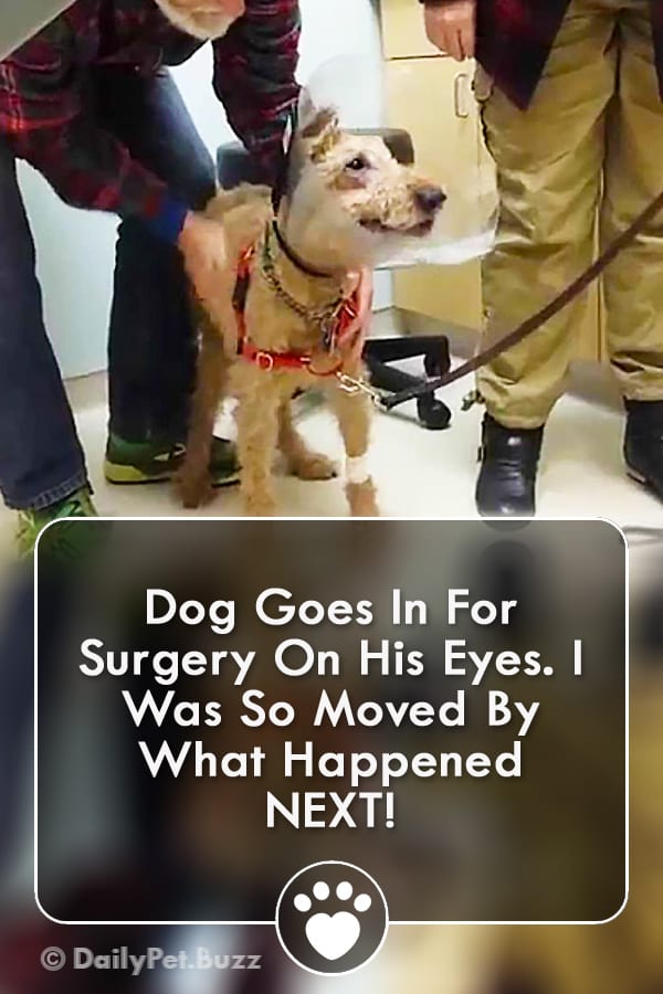 Dog Goes In For Surgery On His Eyes. I Was So Moved By What Happened NEXT!