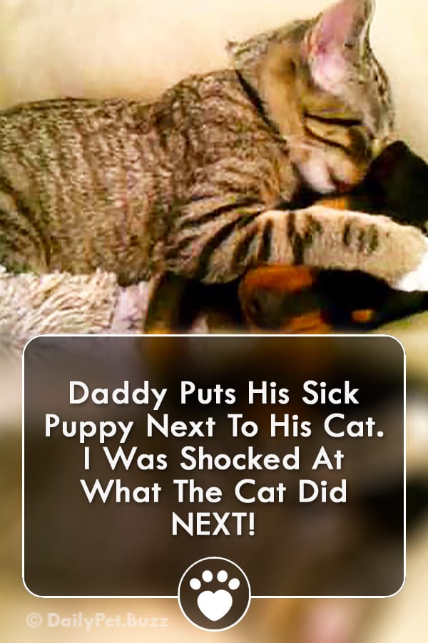 Daddy Puts His Sick Puppy Next To His Cat. I Was Shocked At What The Cat Did NEXT!