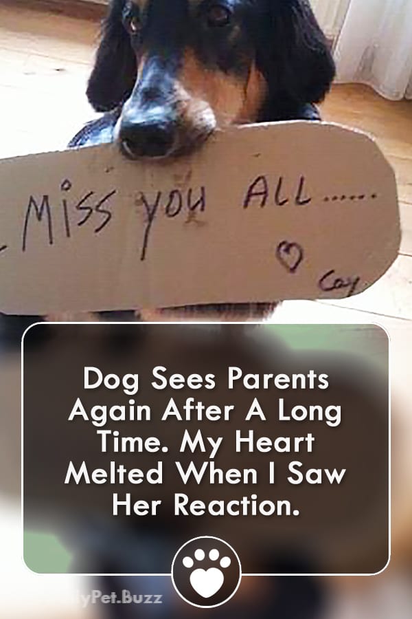 Dog Sees Parents Again After A Long Time. My Heart Melted When I Saw Her Reaction.