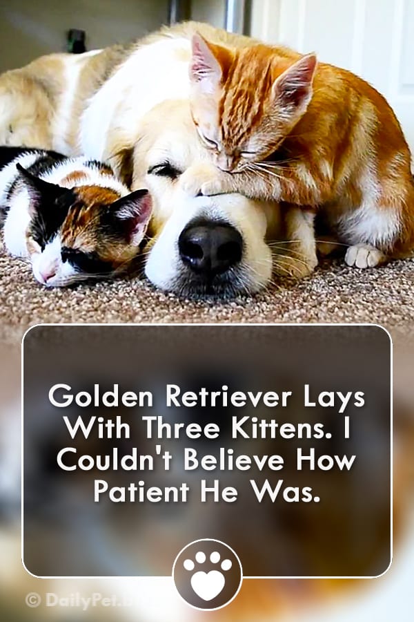 Golden Retriever Lays With Three Kittens. I Couldn\'t Believe How Patient He Was.
