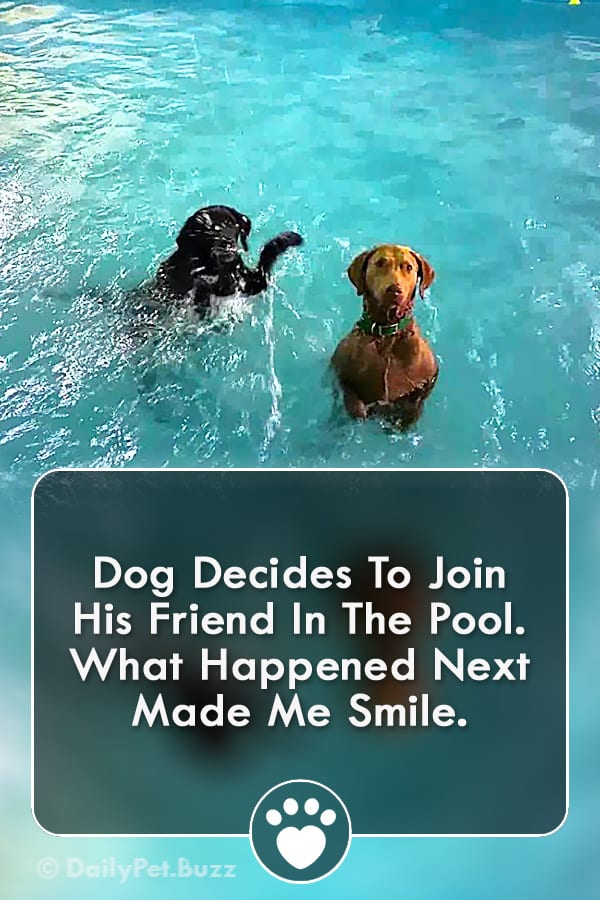 Dog Decides To Join His Friend In The Pool. What Happened Next Made Me Smile.