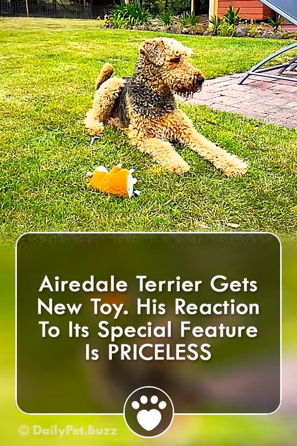Airedale Terrier Gets New Toy. His Reaction To Its Special Feature Is PRICELESS