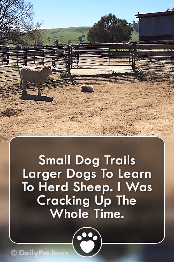 Small Dog Trails Larger Dogs To Learn To Herd Sheep. I Was Cracking Up The Whole Time.