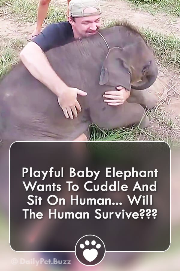 Playful Baby Elephant Wants To Cuddle And Sit On Human... Will The Human Survive???
