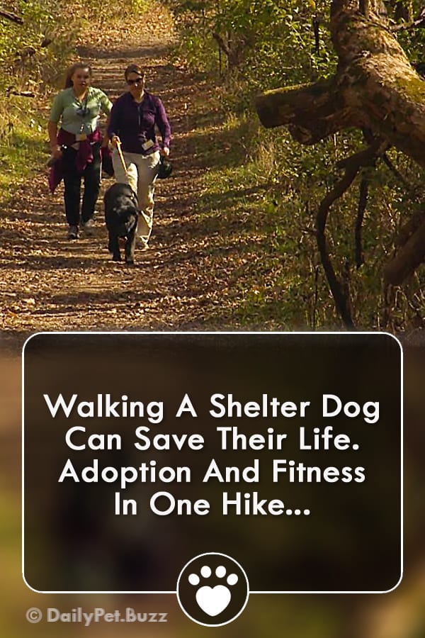 Walking A Shelter Dog Can Save Their Life. Adoption And Fitness In One Hike...