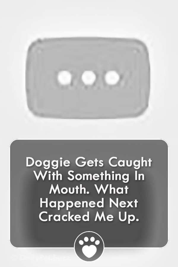 Doggie Gets Caught With Something In Mouth. What Happened Next Cracked Me Up.