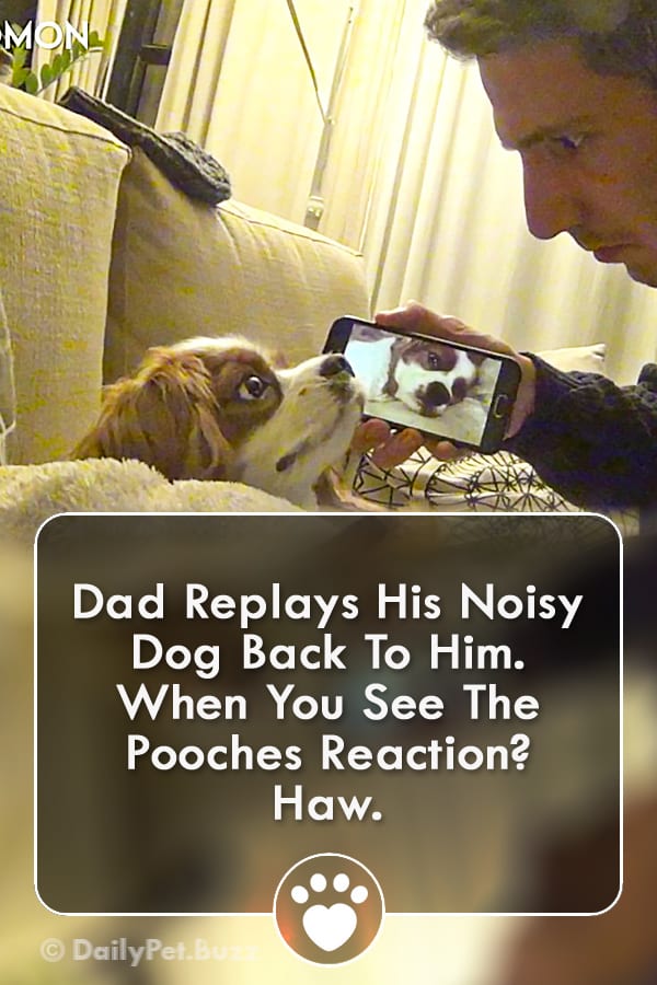 Dad Replays His Noisy Dog Back To Him. When You See The Pooches Reaction? Haw.