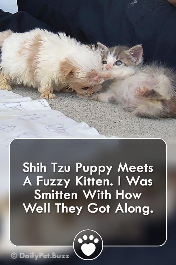 Shih Tzu Puppy Meets A Fuzzy Kitten. I Was Smitten With How Well They Got Along.