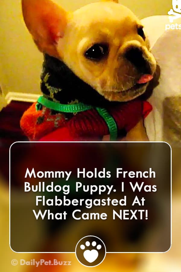 Mommy Holds French Bulldog Puppy. I Was Flabbergasted At What Came NEXT!