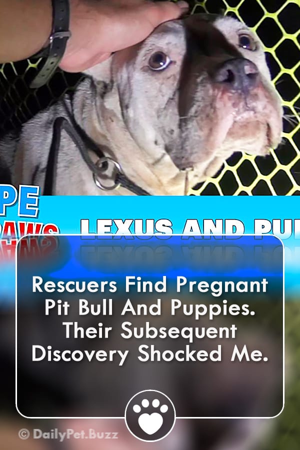 Rescuers Find Pregnant Pit Bull And Puppies. Their Subsequent Discovery Shocked Me.