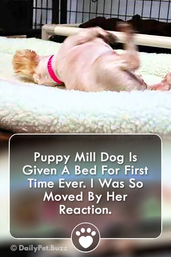 Puppy Mill Dog Is Given A Bed For First Time Ever. I Was So Moved By Her Reaction.