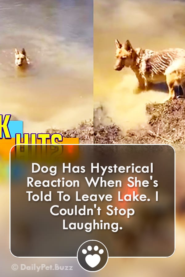 Dog Has Hysterical Reaction When She\'s Told To Leave Lake. I Couldn\'t Stop Laughing.