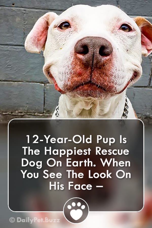 12-Year-Old Pup Is The Happiest Rescue Dog On Earth. When You See The Look On His Face –