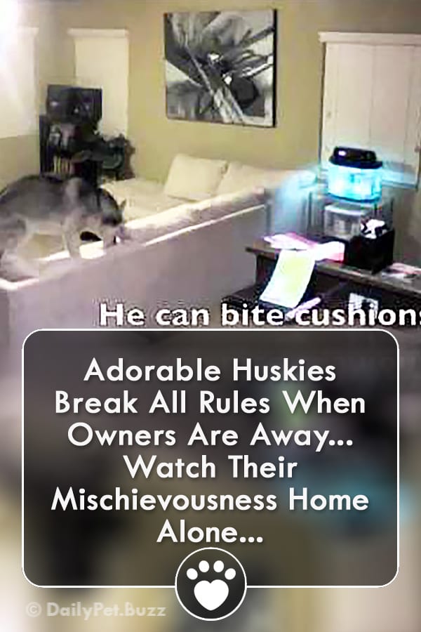 Adorable Huskies Break All Rules When Owners Are Away... Watch Their Mischievousness Home Alone...
