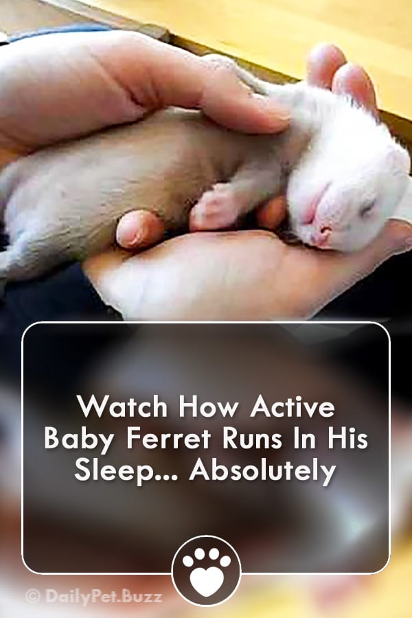 Watch How Active Baby Ferret Runs In His Sleep... Absolutely