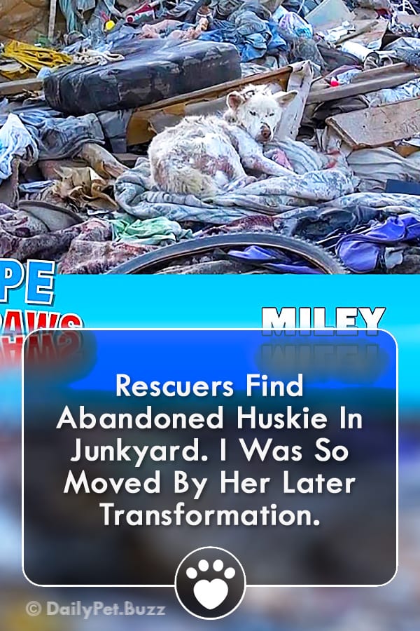 Rescuers Find Abandoned Huskie In Junkyard. I Was So Moved By Her Later Transformation.