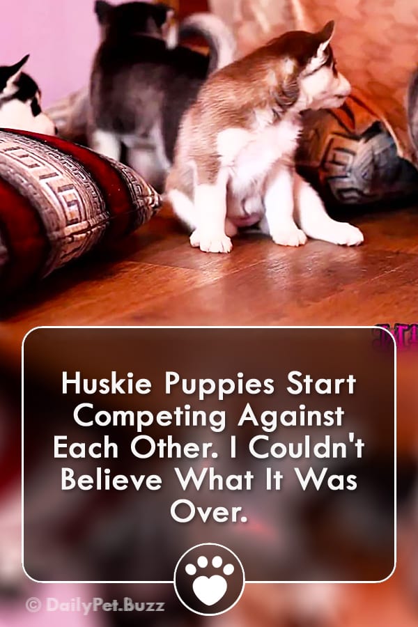 Huskie Puppies Start Competing Against Each Other. I Couldn\'t Believe What It Was Over.