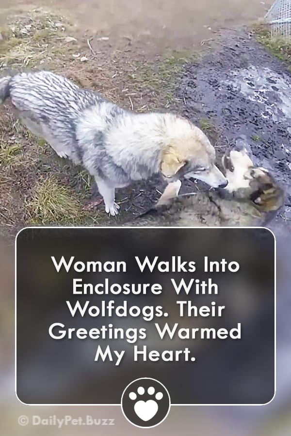 Woman Walks Into Enclosure With Wolfdogs. Their Greetings Warmed My Heart.