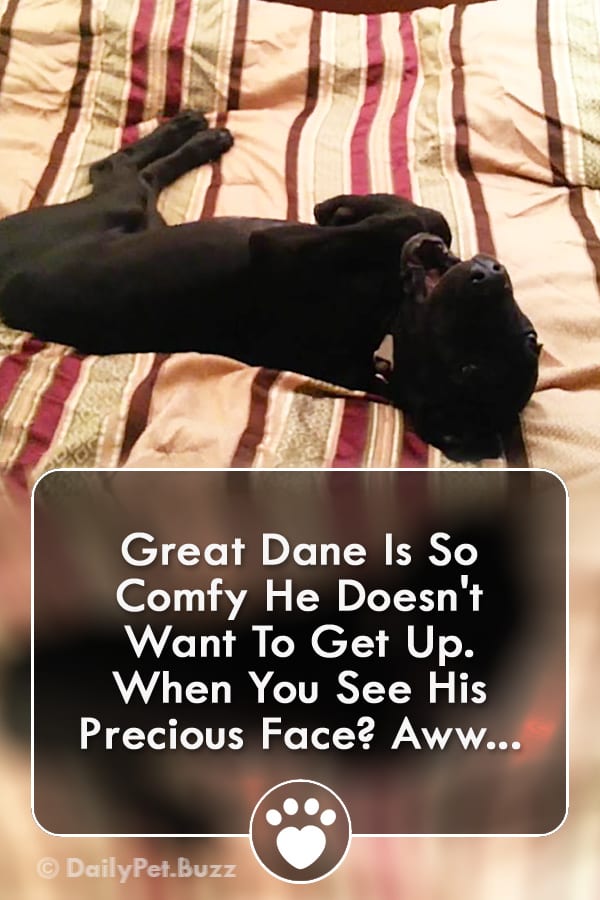 Great Dane Is So Comfy He Doesn\'t Want To Get Up. When You See His Precious Face? Aww...