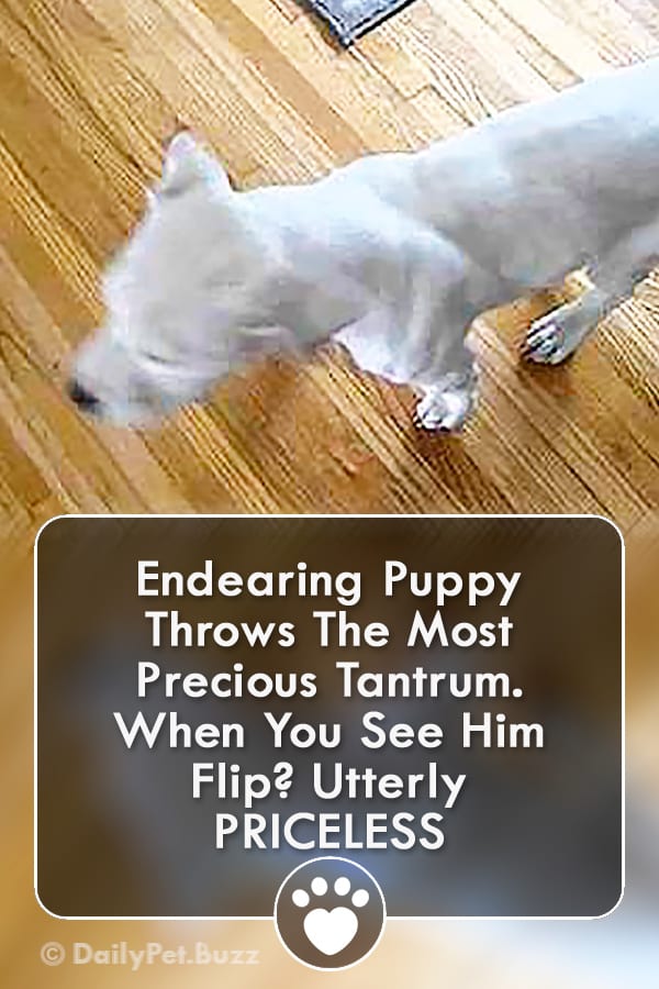 Endearing Puppy Throws The Most Precious Tantrum. When You See Him Flip? Utterly PRICELESS