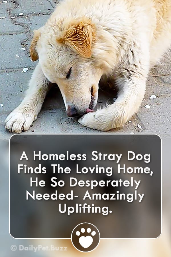 A Homeless Stray Dog Finds The Loving Home, He So Desperately Needed- Amazingly Uplifting.