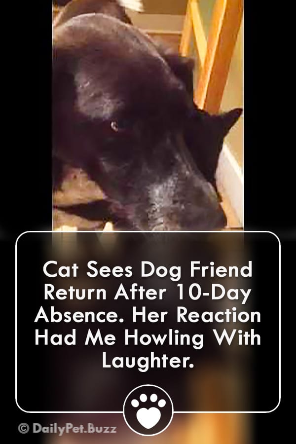 Cat Sees Dog Friend Return After 10-Day Absence. Her Reaction Had Me Howling With Laughter.