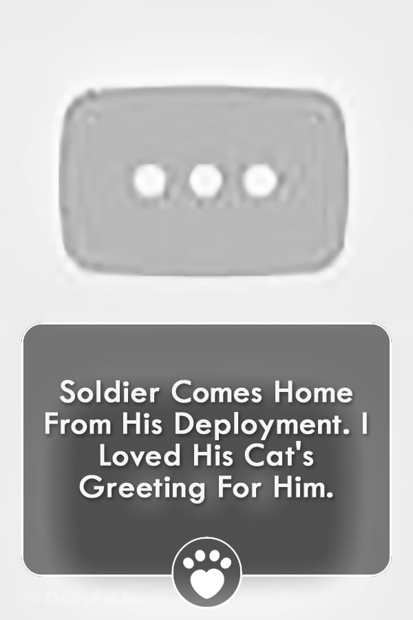 Soldier Comes Home From His Deployment. I Loved His Cat\'s Greeting For Him.