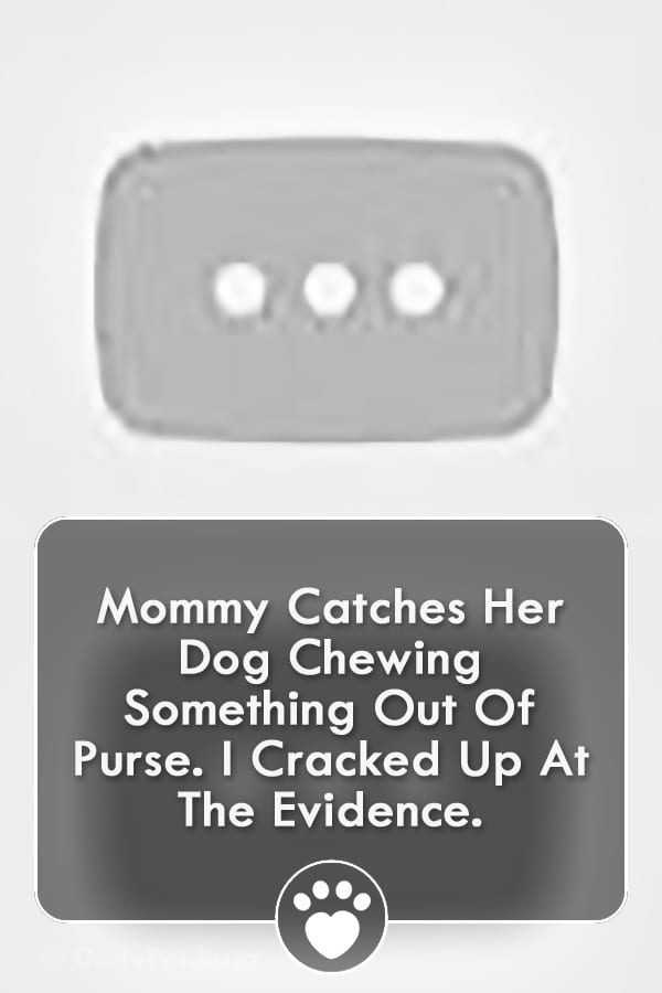 Mommy Catches Her Dog Chewing Something Out Of Purse. I Cracked Up At The Evidence.