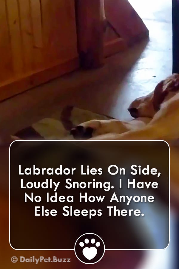 Labrador Lies On Side, Loudly Snoring. I Have No Idea How Anyone Else Sleeps There.