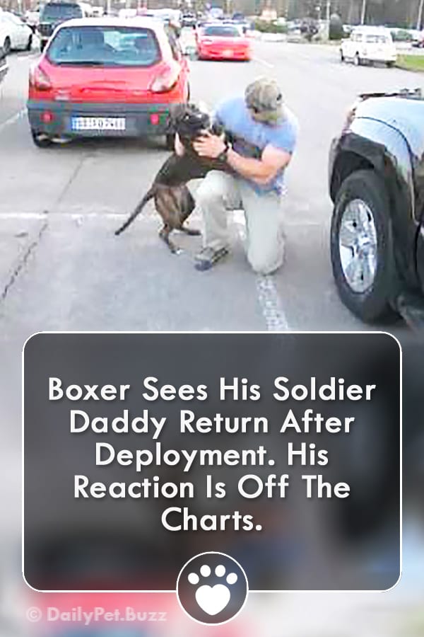 Boxer Sees His Soldier Daddy Return After Deployment. His Reaction Is Off The Charts.