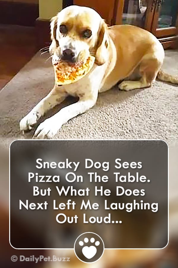 Sneaky Dog Sees Pizza On The Table. But What He Does Next Left Me Laughing Out Loud...