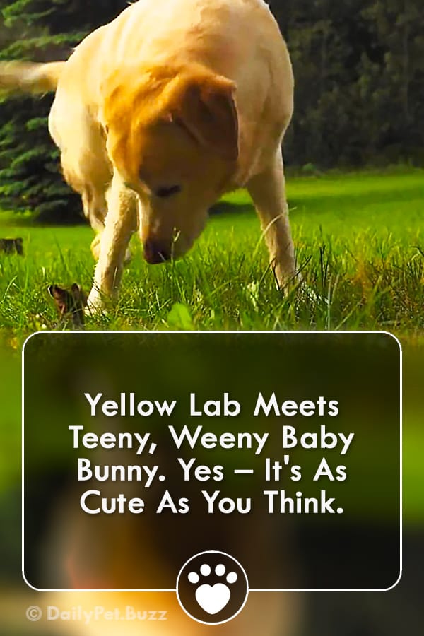 Yellow Lab Meets Teeny, Weeny Baby Bunny. Yes – It\'s As Cute As You Think.