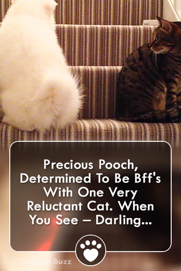 Precious Pooch, Determined To Be Bff\'s With One Very Reluctant Cat. When You See – Darling...