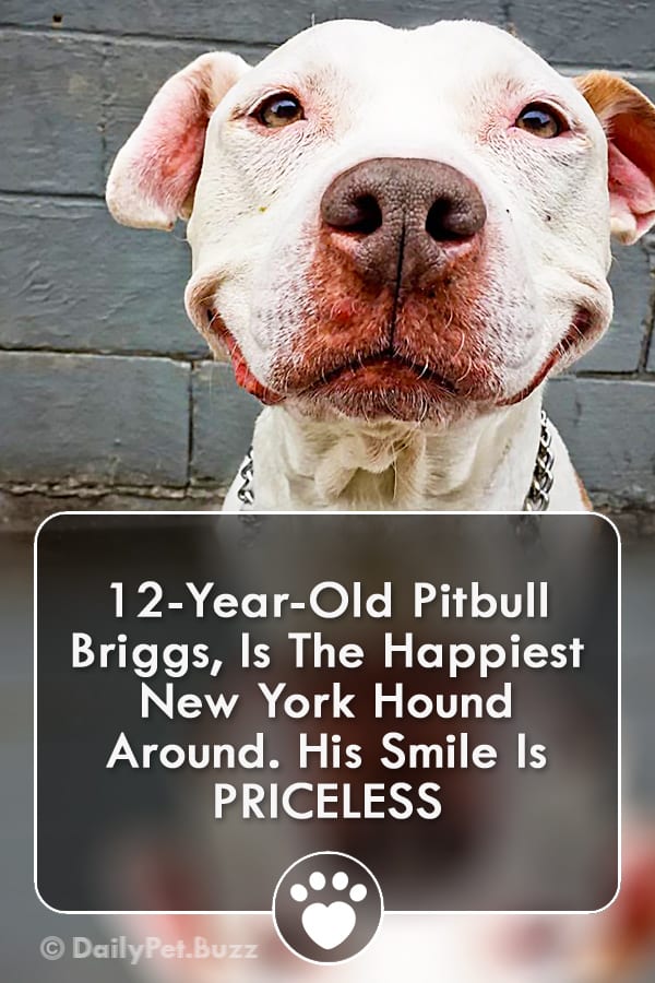12-Year-Old Pitbull Briggs, Is The Happiest New York Hound Around. His Smile Is PRICELESS