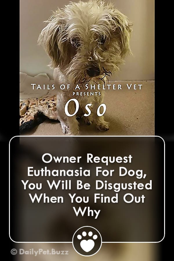 Owner Request Euthanasia For Dog, You Will Be Disgusted When You Find Out Why