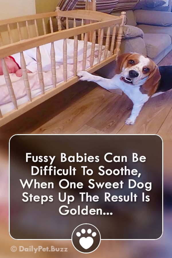 Fussy Babies Can Be Difficult To Soothe, When One Sweet Dog Steps Up The Result Is Golden...