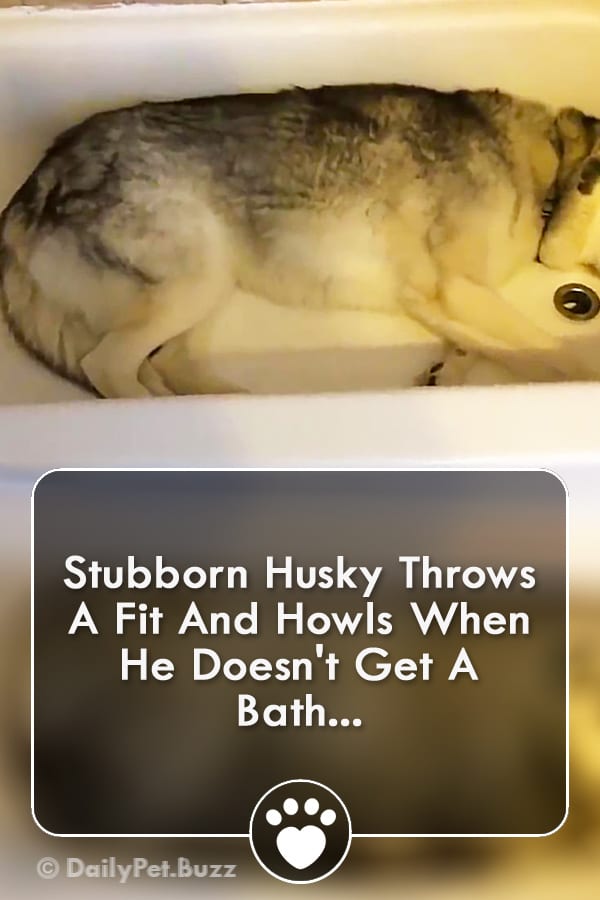 Stubborn Husky Throws A Fit And Howls When He Doesn\'t Get A Bath...