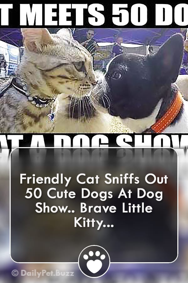 Friendly Cat Sniffs Out 50 Cute Dogs At Dog Show.. Brave Little Kitty...