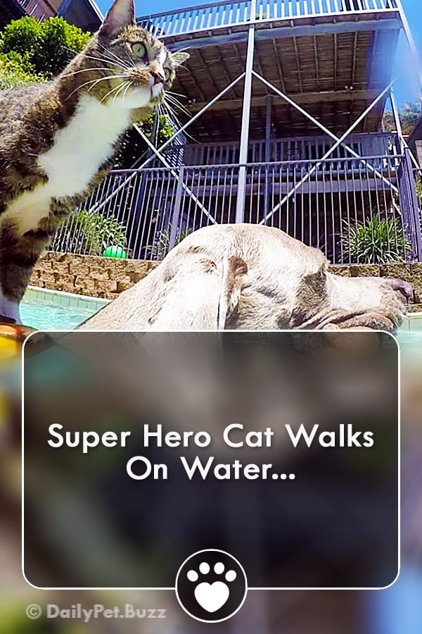 Super Hero Cat Walks On Water...