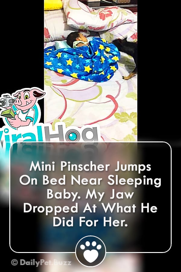 Mini Pinscher Jumps On Bed Near Sleeping Baby. My Jaw Dropped At What He Did For Her.