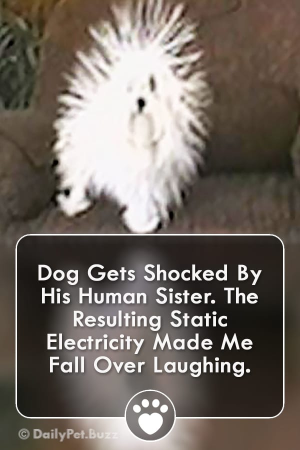 Dog Gets Shocked By His Human Sister. The Resulting Static Electricity Made Me Fall Over Laughing.