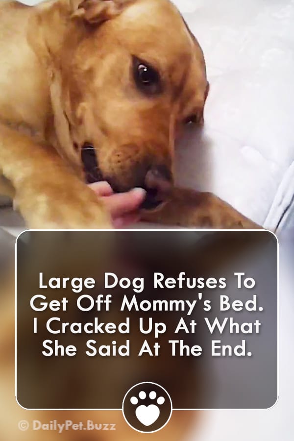 Large Dog Refuses To Get Off Mommy\'s Bed. I Cracked Up At What She Said At The End.