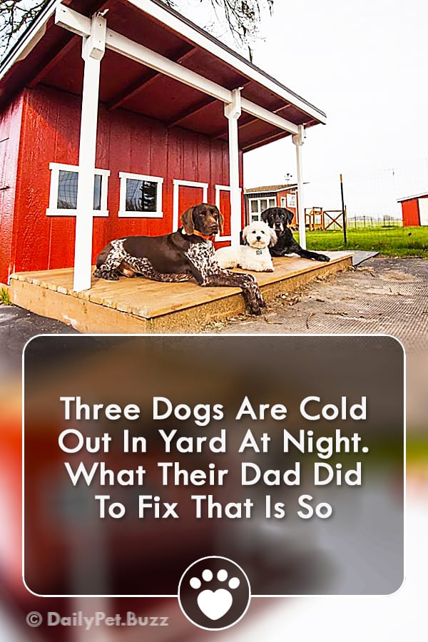 Three Dogs Are Cold Out In Yard At Night. What Their Dad Did To Fix That Is So